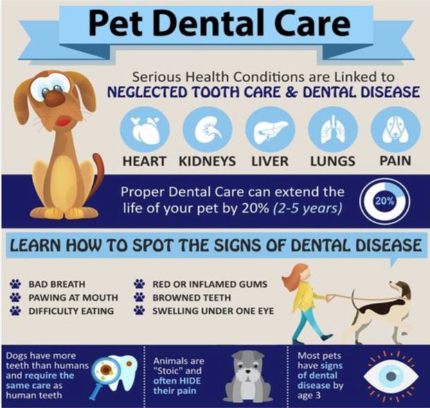 21 Nov 30 Dental Pet Section