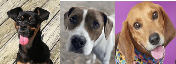 2024 March Pets of the Week 1 Multi