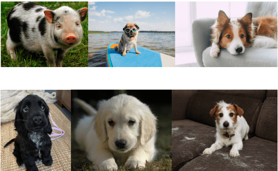 2024 June Multi 2 Pets of the wEEK