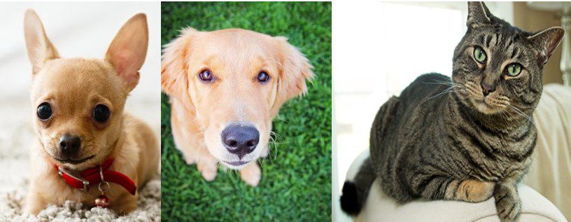 Dog cat Dog cat