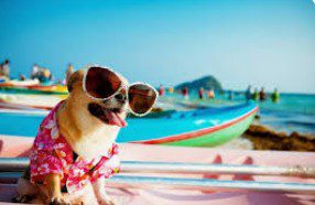 Summer Summer